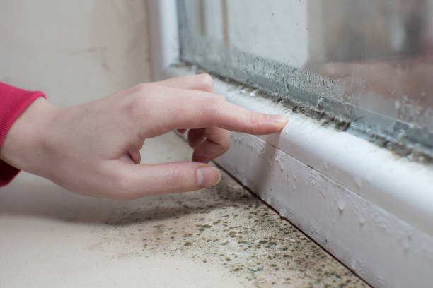 Best Mold-Related Health Consultation  in Kdeer, IL