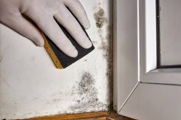 Best Real Estate Mold Inspection  in Kdeer, IL